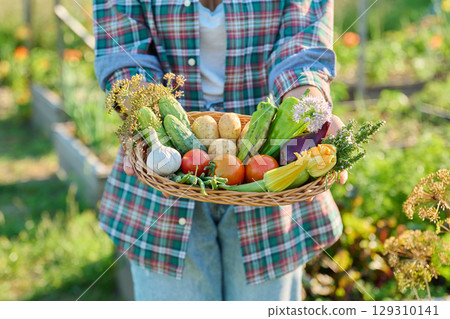 Basket with different fresh vegetables herbs in woman's hands outdoor 129310141