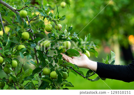 Open palm supports apples hanging low on branch Open palm supports apples hanging low on branch 129310151