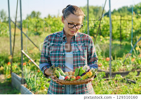 Plants of lettuce leaves grown in soil with drip irrigation using organic technologies 129310160