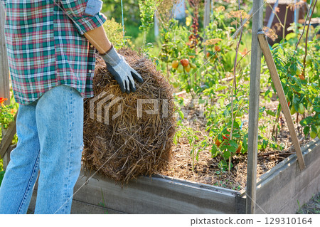 Female gardener with a bundle of hay for mulching raised wooden beds Female gardener with a bundle of hay for mulching raised wooden beds 129310164