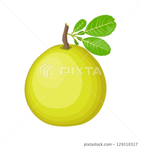 Vector illustration green and yellow pomelo in cartoon flat style. Pomelo orange tropical fruit isolated on white background, fresh food for diet, agricultural product, gardening farm 129310317
