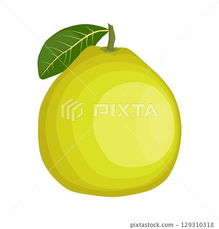 Vector illustration green and yellow pomelo in cartoon flat style. Pomelo orange tropical fruit isolated on white background, fresh food for diet, agricultural product, gardening farm 129310318
