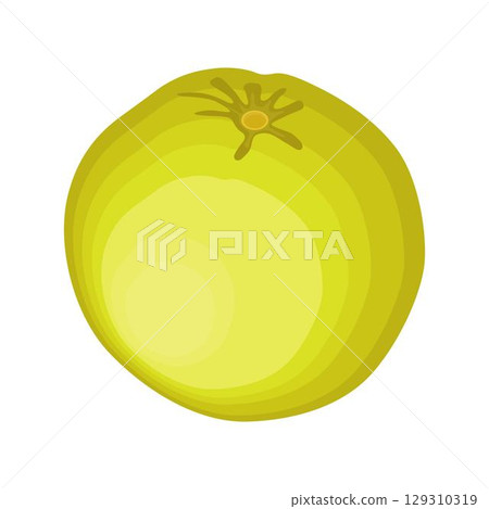 Vector illustration green and yellow pomelo in cartoon flat style. Pomelo orange tropical fruit isolated on white background, fresh food for diet, agricultural product, gardening farm 129310319