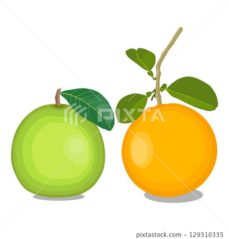 Vector illustration green and yellow pomelo in cartoon flat style. Pomelo orange tropical fruit isolated on white background, fresh food for diet, agricultural product, gardening farm Vector illustration green and yellow pomelo in cartoon flat style. Pomelo orange tropical fruit isolated on white background, fresh food for diet, agricultural product, gardening farm 129310335