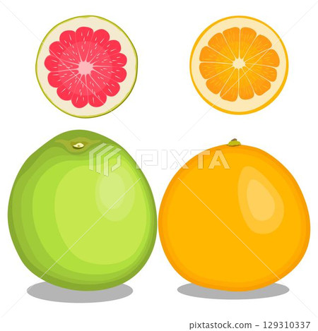 Vector illustration green and yellow pomelo in cartoon flat style. Pomelo orange tropical fruit isolated on white background, fresh food for diet, agricultural product, gardening farm Vector illustration green and yellow pomelo in cartoon flat style. Pomelo orange tropical fruit isolated on white background, fresh food for diet, agricultural product, gardening farm 129310337