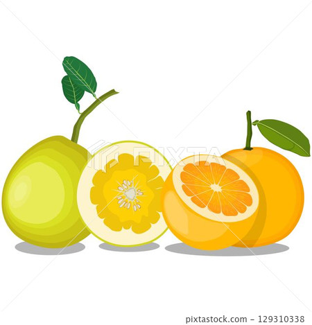 Vector illustration green and yellow pomelo in cartoon flat style. Pomelo orange tropical fruit isolated on white background, fresh food for diet, agricultural product, gardening farm 129310338