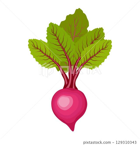Vector illustration single and set of beetroot in cartoon flat style. Whole, cut, sliced of organic healty beet vegetable farmer product. Set of beet in different forms isolated on white background. Vector illustration single and set of beetroot in cartoon flat style. Whole, cut, sliced of organic healty beet vegetable farmer product. Set of beet in different forms isolated on white background. 129310343