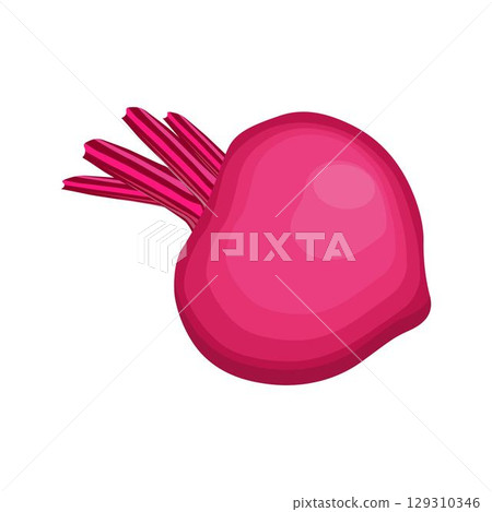 Vector illustration single and set of beetroot in cartoon flat style. Whole, cut, sliced of organic healty beet vegetable farmer product. Set of beet in different forms isolated on white background. 129310346