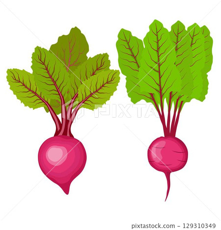 Vector illustration single and set of beetroot in cartoon flat style. Whole, cut, sliced of organic healty beet vegetable farmer product. Set of beet in different forms isolated on white background. 129310349