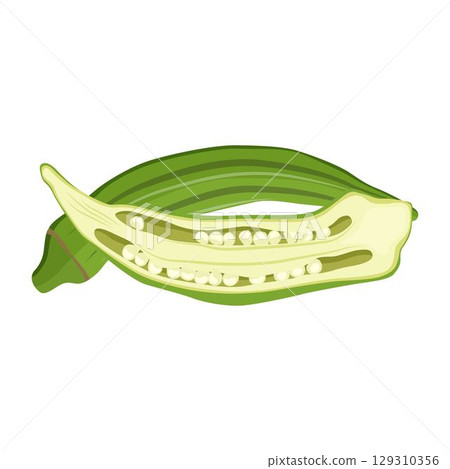 Vecktor illustration of Okra, Okura Okazu, ladyfinger, bamia or Bhindi. Fresh green vegetable, asian cooking ingredient. Whole and sclice. Healthy vegetarian food. Flat vector in cartoon style. Vecktor illustration of Okra, Okura Okazu, ladyfinger, bamia or Bhindi. Fresh green vegetable, asian cooking ingredient. Whole and sclice. Healthy vegetarian food. Flat vector in cartoon style. 129310356