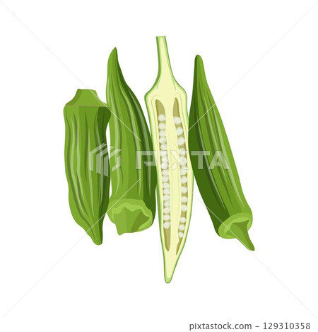 Vecktor illustration of Okra, Okura Okazu, ladyfinger, bamia or Bhindi. Fresh green vegetable, asian cooking ingredient. Whole and sclice. Healthy vegetarian food. Flat vector in cartoon style. 129310358