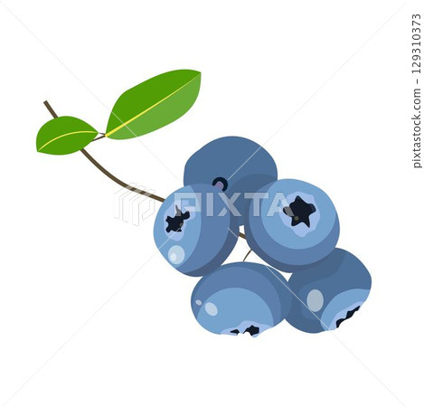 Vector illustration of fresh bluberry with leaves. Sweet fruit in blue color cartoon style isolated on white background 129310373
