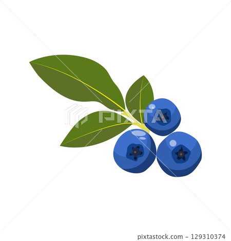 Vector illustration of fresh bluberry with leaves. Sweet fruit in blue color cartoon style isolated on white background 129310374
