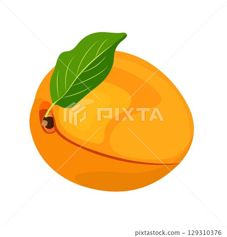 Vector illustration of apricot set. Set of cartoon ripe apricot with leaves, half and slices of fruits. Fresh apricot icons, isolated on white background. Elements for digital resources 129310376
