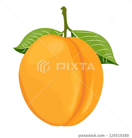 Vector illustration of apricot set. Set of cartoon ripe apricot with leaves, half and slices of fruits. Fresh apricot icons, isolated on white background. Elements for digital resources 129310380