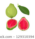 Vector illustration of summer tropical fruits for healthy lifestyle. Guava, whole fruit and half. Cartoon flat icon isolated on white background. Element for digital resources graphic fruit 129310394