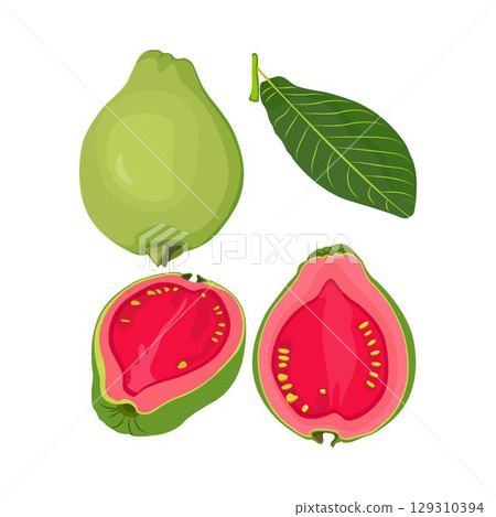 Vector illustration of summer tropical fruits for healthy lifestyle. Guava, whole fruit and half. Cartoon flat icon isolated on white background. Element for digital resources graphic fruit Vector illustration of summer tropical fruits for healthy lifestyle. Guava, whole fruit and half. Cartoon flat icon isolated on white background. Element for digital resources graphic fruit 129310394