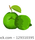 Vector illustration of summer tropical fruits for healthy lifestyle. Guava, whole fruit and half. Cartoon flat icon isolated on white background. Element for digital resources graphic fruit 129310395