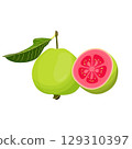 Vector illustration of summer tropical fruits for healthy lifestyle. Guava, whole fruit and half. Cartoon flat icon isolated on white background. Element for digital resources graphic fruit 129310397