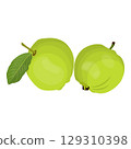 Vector illustration of summer tropical fruits for healthy lifestyle. Guava, whole fruit and half. Cartoon flat icon isolated on white background. Element for digital resources graphic fruit 129310398