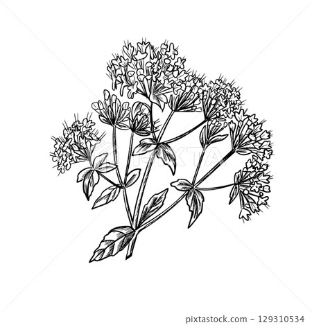 Oregano flowers graphic illustration. Marjoram inflorescence. Hand drawn black and white sketch of aromatic culinary and medicinal herb. For product packaging, kitchen designs, apothecary labels. 129310534