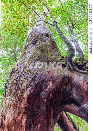 Yakusugi Cedars, Shiratani Unsuikyo Gorge, Yakushima (February) Yakusugi Cedars, Shiratani Unsuikyo Gorge, Yakushima (February) 129310537