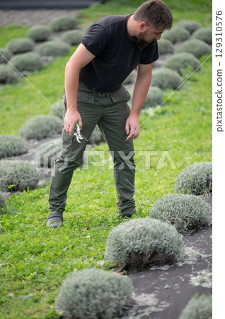 Gardener tending to lavender bushes, meticulously pruning with shears in a field on a verdant lawn; a tranquil scene of horticultural care. Gardener tending to lavender bushes, meticulously pruning with shears in a field on a verdant lawn; a tranquil scene of horticultural care. 129310576