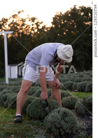 Gardener trimming round shrub with hedge trimmer. Person in hat, light shirt, shorts and clogs working outside. Green grass and trees in background. Gardener trimming round shrub with hedge trimmer. Person in hat, light shirt, shorts and clogs working outside. Green grass and trees in background. 129310794