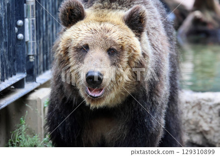 Ezo brown bear/Asahiyama Zoo (Asahikawa City, Hokkaido) 129310899