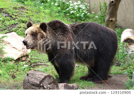 Ezo brown bear/Asahiyama Zoo (Asahikawa City, Hokkaido) 129310900