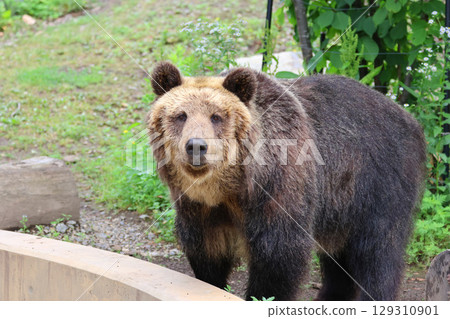 蝦夷棕熊/旭山動物園(北海道旭川市) 蝦夷棕熊/旭山動物園(北海道旭川市) 129310901