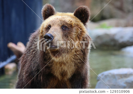 蝦夷棕熊/旭山動物園(北海道旭川市) 蝦夷棕熊/旭山動物園(北海道旭川市) 129310906