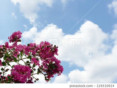 紫薇和藍色夏日天空 129310914