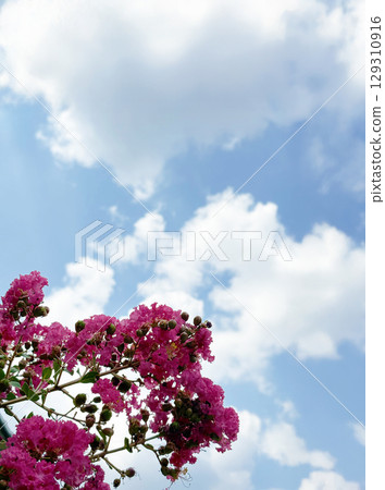 紫薇和藍色夏日天空 129310916