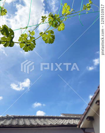 在藍天下，我凝視著菜園裡種植的苦瓜。 129310917