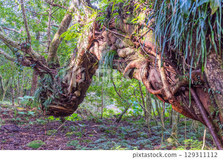 Yakushima Island, the Island of Gods (January) - Ako Tree, Like a Dragon 129311112