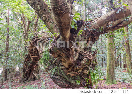 Akou Tree, Yakushima Island where Gods Dwell (January) 129311115