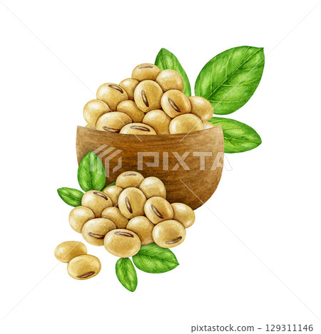 Soybeans in a wooden bowl watercolor illustration isolated on white background. Hand drawn pile of soy beans with green leaf element. Soya plant based natural organic vegan source of protein 129311146