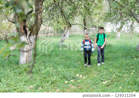 Two boys with backpacks walk through an orchard with fallen apples, surrounded by trees and a wooden fence in the background. 129311204