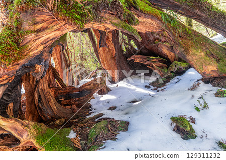 屋久杉雷神、屋久島白谷雲水峽(1月) 屋久杉雷神、屋久島白谷雲水峽(1月) 129311232