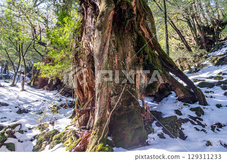屋久杉雷神、屋久島白谷雲水峽（1月） 129311233