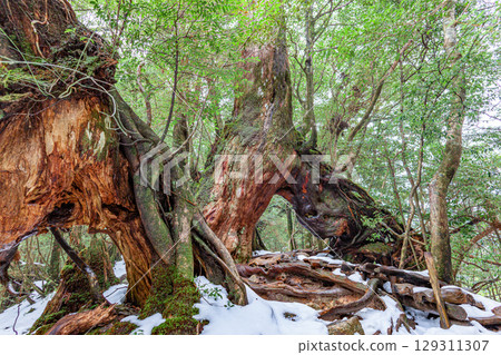 Yakusugi Cedars: Yakushima Shiratani Unsuikyo Gorge (January) - Pass through them and your wishes will come true 129311307