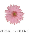 Gerbera pink 129311320