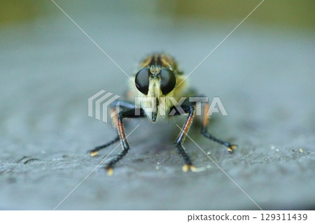 The face of a fly 129311439