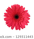Gerbera dark pink 129311443