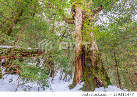 Seven Yakusugi Cedars, Shiratani Unsuikyo Gorge, Yakushima (January) 129311477