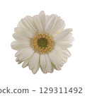 Gerbera white 129311492