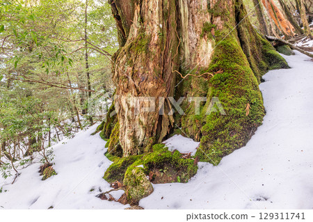 Yakusugi Cedar, the Goddess Cedar, Yakushima Shiratani Unsuikyo Gorge (January), a giant tree where a god resides 129311741