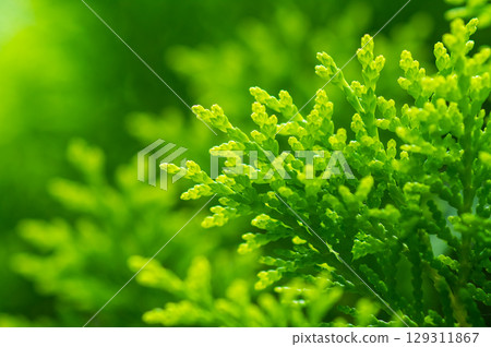 Shining fresh greenery in the light "Konotegashiwa" Shining fresh greenery in the light "Konotegashiwa" 129311867