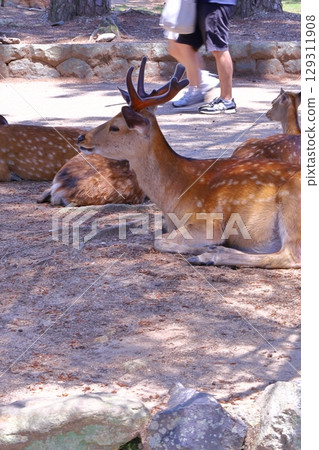 Out-of-focus photo collection of scenery around Nara Park Out-of-focus photo collection of scenery around Nara Park 129311908